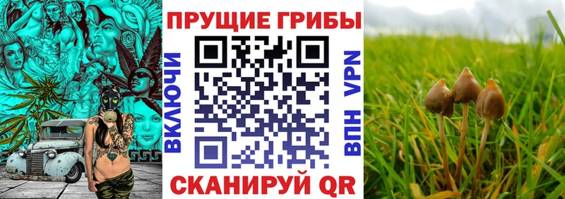 Псилоцибиновые грибы Psilocybe  kraken ССЫЛКА  Домодедово 